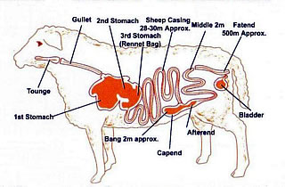 Types of sheep casings