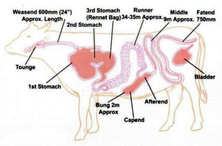 Types of beef casings